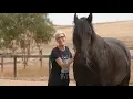 What is equine therapy