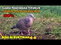 Download Lagu SUARA BURUNG TEKUKUR UNTUK PIKAT DAN PANCINGAN👍