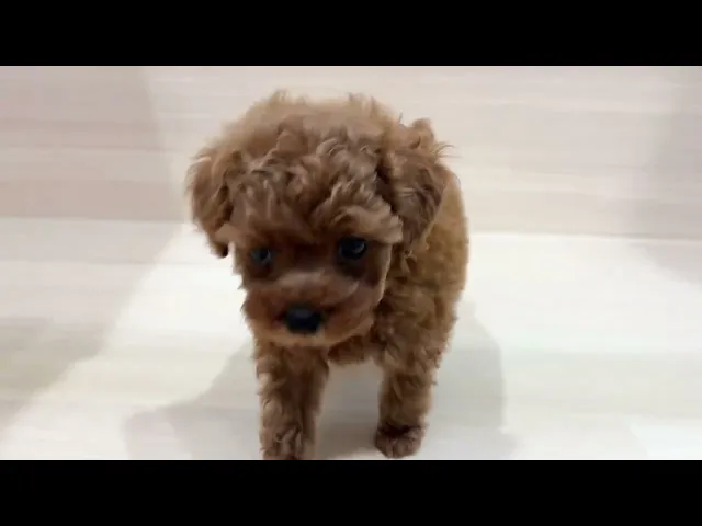 動画