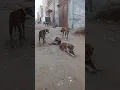 Download Lagu Dogs 🐕 barking sound effects | Puppy voice sound crying angry ringtone #dog  #doglover #puppy