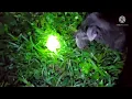 Download Lagu Berburu tikus ekor putih /suara hutan di malam hari.