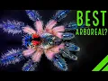 Download Lagu Top 10 boomtarantula's