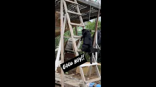 OUR DOGGIE CAN CLIMB LADDERS #shorts