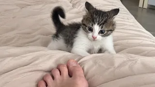 She Has One Of The Rarest Cats In The World | This Is Your Daily Dose of Cats Day 128