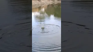 ASMR The Sound Of Throwing A Stone In The Water Stone Hitting The Surface Of The Lake Asmr 