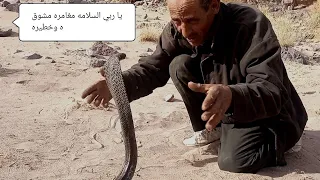 مشهد يذهل العقول صيد اكبر كوبرا خطيره جدا وشرسه الله يحضر السلامه 