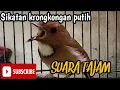 Download Lagu SIKATAN KERONGKONGAN PUTIH || SKP GACOR  TAJAM UNTUK MASTERAN