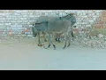 Donkeys mating