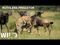 Download Lagu AFRICAN SAVANNA | The Most Brutal Predators | Animal Documentaries