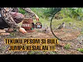 Pikat tekukur PESOM si BULL || jumpa dengan KESIALAN 🔴