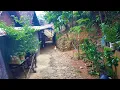 Download Lagu Mendung seharian di setai gerimis \u0026 kabut nampak asri suasana kampung / PANEN CENGKEH