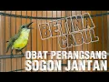 Lagu SUARA SOGON BETINA MERAYU JANTAN TER AMPUH UNTUK  MEMANCING BIRAHI #sogon #sogonbetina #sogongacor 