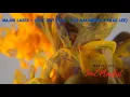 Major Lazer - C'est Cuit (feat. Aya Nakamura & Swae Lee)