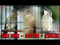 Download Lagu MASTERAN CIBLEK - SIRI SIRI - KAPAS TEMBAK | MATERI GESEKAN BURUNG KICAU