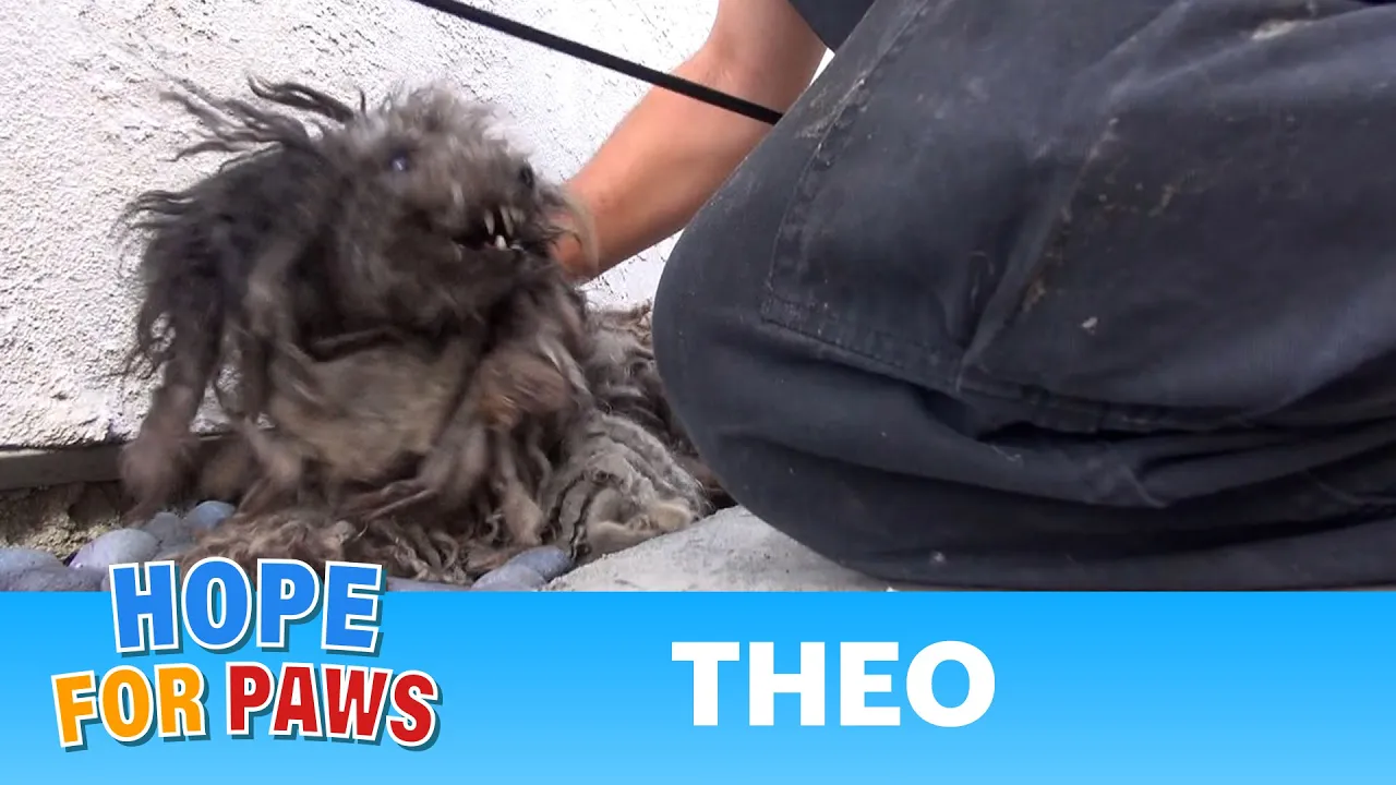 A terrified abandoned dog gets rescued. His transformation will warm your heart. #story