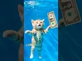 Download Lagu Kitten's Underwater Dollar Chase #shorts #cat #AI ＃nirvana