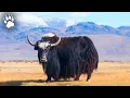 Download Lagu The Yak: Giant of the Mountains | The Epic of the Horns | Wildlife Documentary
