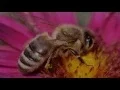 Download Lagu Surah Nahl  ( سورة النحل‎ - The Bees ) Sheikh Mishary Rashid Alafasy
