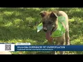 Tulsans band together to help curb pet overpopulation problem