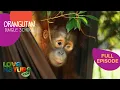 Download Lagu Blind Orangutan's Road to Recovery 🧡 | Orangutan Jungle School 207