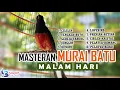 Download Lagu Masteran murai batu malam hari #masteranmuraibatu