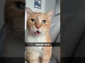 Download Lagu Kat kan begrijpen wat mensen zeggen #usa #catfunny #funnyvideo