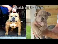 6 week old American Pocket Bully Puppies Forsale