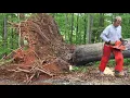 How a fallen tree can kill you Watch and Learn