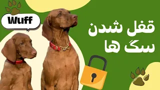 چرا سگها هنگام جفتگیری قفل می شوند 