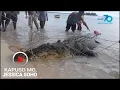 Download Lagu Kapuso Mo, Jessica Soho: Dambuhalang buwaya, nahuli sa Simunul, Tawi-tawi!