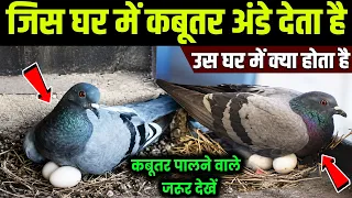 जिस घर में एक कबूतर अंडे देते हैं ?उस घर में क्या होता है,वीडियो को ध्यान से देखें #PigeonStory