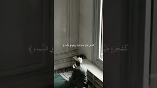 ألم تر كيف ضرب الله مثلا كلمة طيبة كشجرة طيبة أصلها ثابت وفرعها في السماء القاري خالد الغامدي 