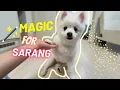 Lagu Magic for Sarang - Dog Gets Tricked