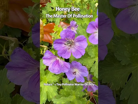 Honey Bee ，The Master Of Pollination - Nature’s Tiny Pollinator Warrior On Duty