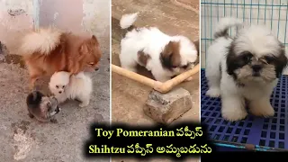 9966 193106 8309832675 Toy Pom and shihtzu puppies for sale in telugu Aj pets