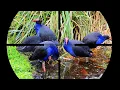 Download Lagu Kebun Mandar biru //BERBURU BURUNG MANDAR BIRU \u0026 #SINTAR