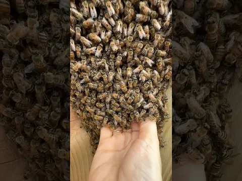 Scoop of Bees