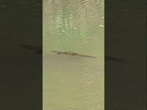 Apex Predator Monster Fish Snakehead Parents With Thousand of Babies