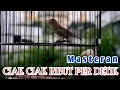 Download Lagu SUARA CIAK CIAK BETINA KECIAL KUNING ‼️ CIAK CIAK RIBUT SUPER AMPUH JADI BAHAN MASTERAN BURUNG LOMBA