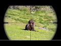 Lagu Top 20 Baboons Ethical Hunting In 2 Minutes || Baboons Ethical Hunting Compilation Video