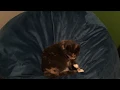 Sitting on my Beanbag Chair