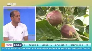 Bojan Kecman o pripremi voćki za zimu