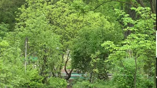       دندنها