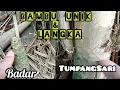 Download Lagu Bambu Unik dan Langka || si Mungil BADAR \u0026 TUMPANG SARI CAKEPP