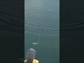 Download Lagu 😱😱😱Waw... Sambarannya..‼️ #shorts #shortsyoutube #shortvideo#fishing #fish