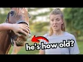 How To Tell How Old Your Horse REALLY Is