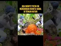 Download Lagu DUA MONYET PUTIH MEMBANTU WANITA HAMIL MELAHIRKAN #alurceritafilm #film