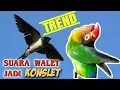 Download Lagu Masteran suara walet AMPUH buat LB konslet Paud BALIBU