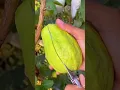 buah jambu merah,bibit unggulan#shortvideo #buah #jambu
