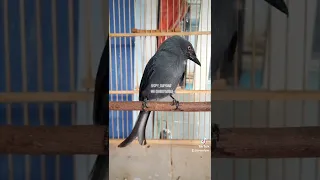 masteran srigunting abu isian cililin